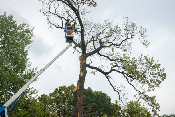 Trusted Liberty Corner, NJ Tree Service Experts